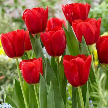 Tulip Seeds