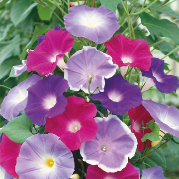 Morning Glory Seeds – Mixed Colors