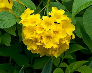 Yellow Bells Seeds – Hardy Ornamental