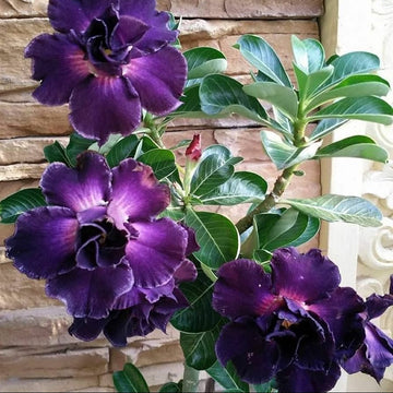 Desert Rose Seeds – Purple