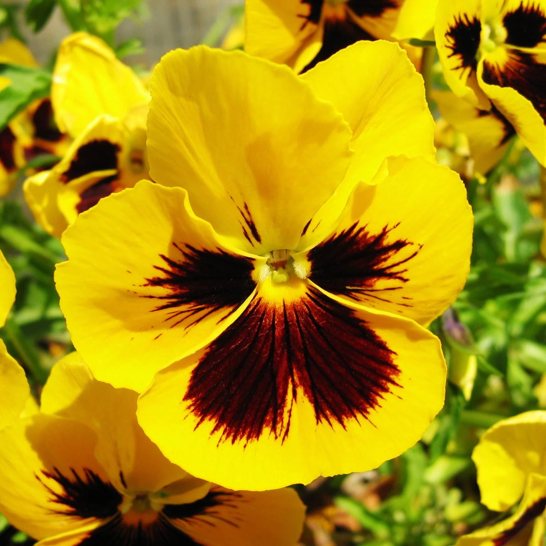 Pansy Seeds - Yellow & Brown
