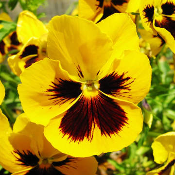 Pansy Seeds - Yellow & Brown