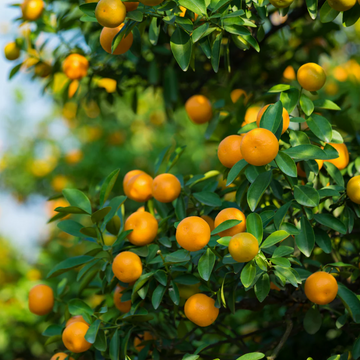 Orange Seeds - Seedless