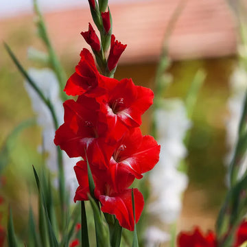 Red Gladiolus Seeds – Vibrant Bloom