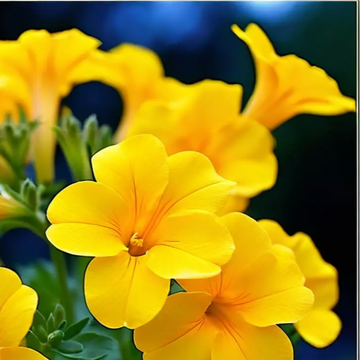 Calibrachoa Seeds – Compact Blooming