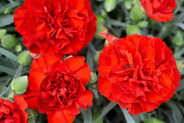 Carnation Seeds – Scarlet