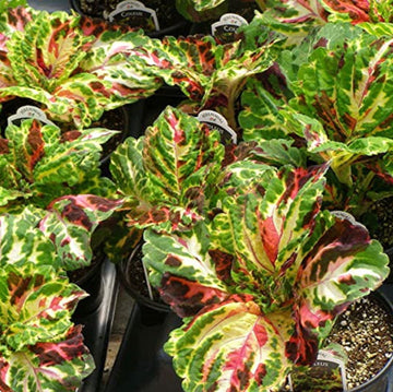 Coleus Seeds – Wizard Mosaic