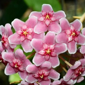 Hoya Seeds – Carnosa
