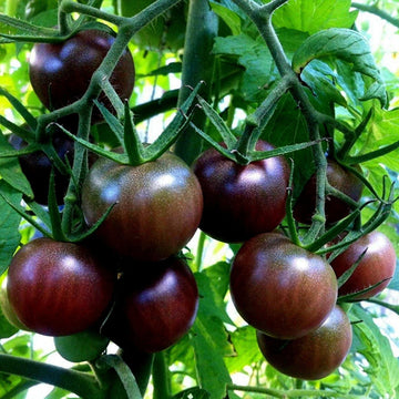 Cherry Seeds – Black