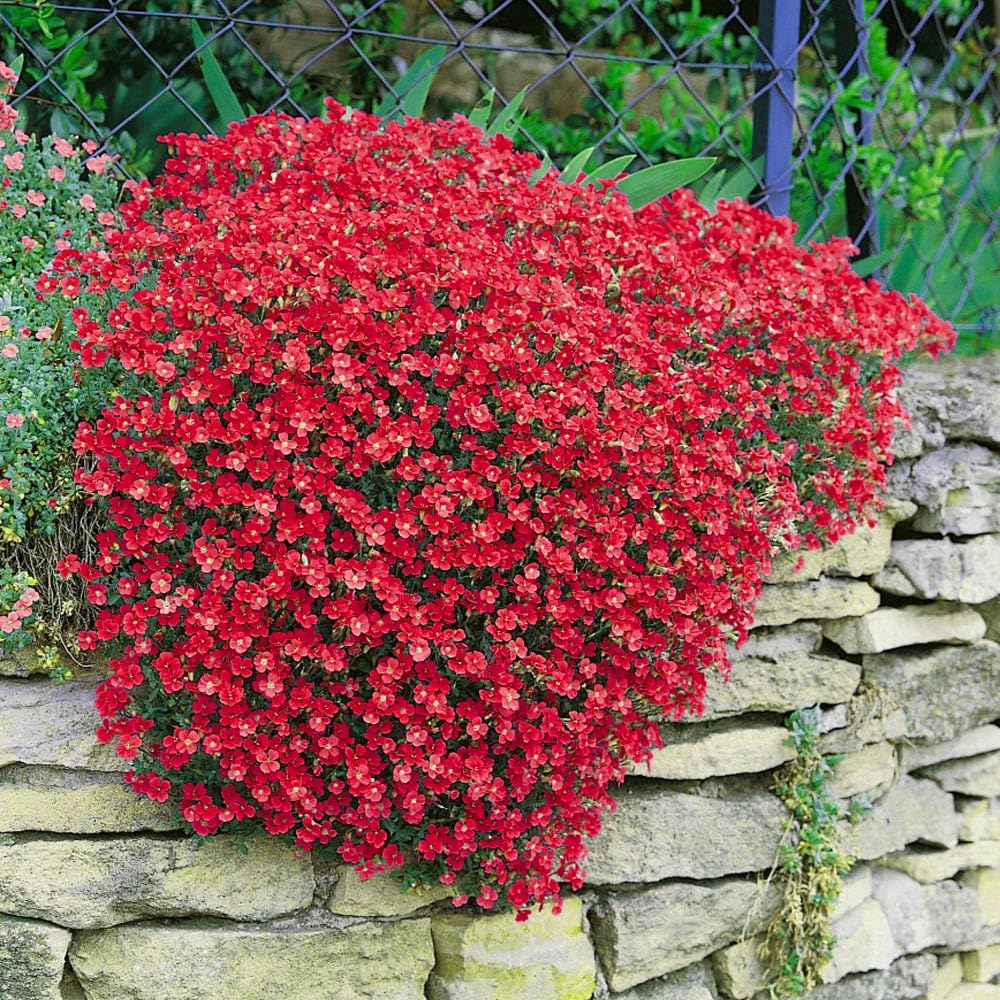 Rock Cress Seeds – Groundcover
