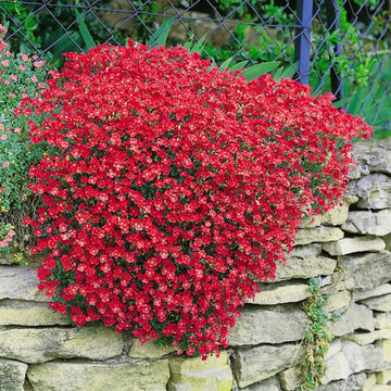 Rock Cress Seeds – Groundcover