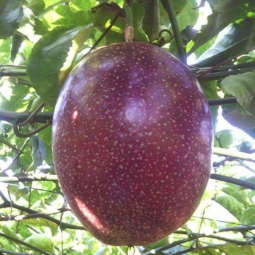 Passion Seeds – Tropical