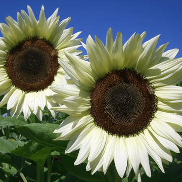 Sunflower Seeds – Snow White
