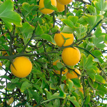 Poncirus Trifoliata Seeds