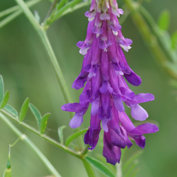 Hairy Vetch Seeds