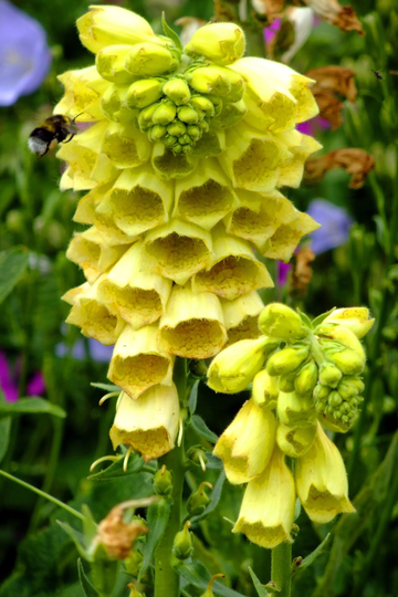 Yellow Foxglove Seeds – Perennial