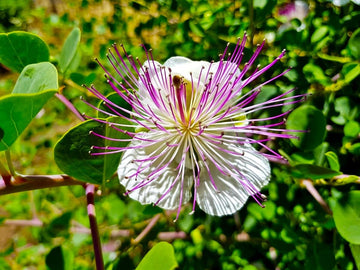 Capparis Spinosa Seeds – Perennial Hardy