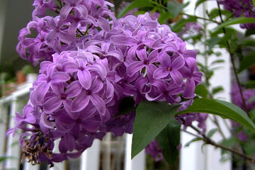 Lilac Seeds – Purple