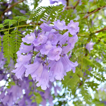 Jacaranda Seeds – Mimosifolia