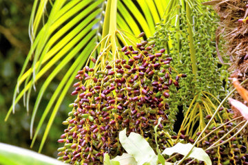 Palm Seeds - Phoenix Roebelenii Pygmy Date