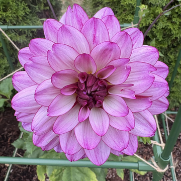 Dahlia Seeds – Lauren Michele