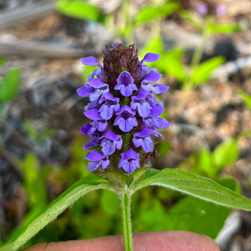 Prunella Vulgaris Seeds – Common Self Heal