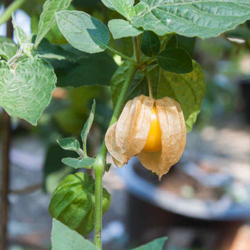 Gooseberry Seeds – Cape