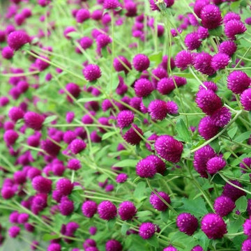 Gomphrena Seeds – Purple Globe Amaranth