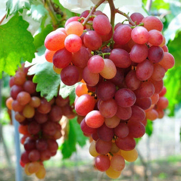 Grape Seeds – Red Concord