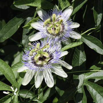 Passion Seeds – Flowering Vine