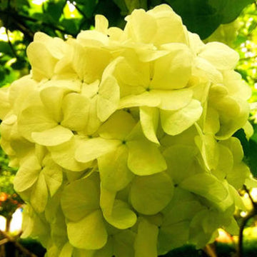 Hydrangea Seeds – Yellow