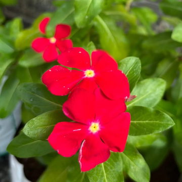 Periwinkle Seeds – Red Madagascar