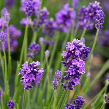 Lavender Seeds – Lavandula Angustifolia