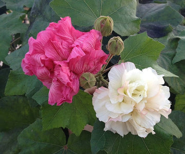 Confederate Rose Seeds – Double Bloom