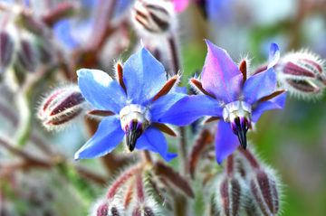 Borage Seeds – Edible Blue