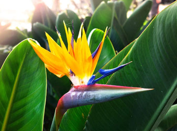 Yellow Bird of Paradise Seeds – Ornamental