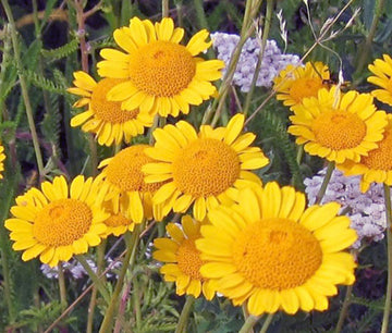 Golden Marguerite Seeds – Hardy Perennial Blooms