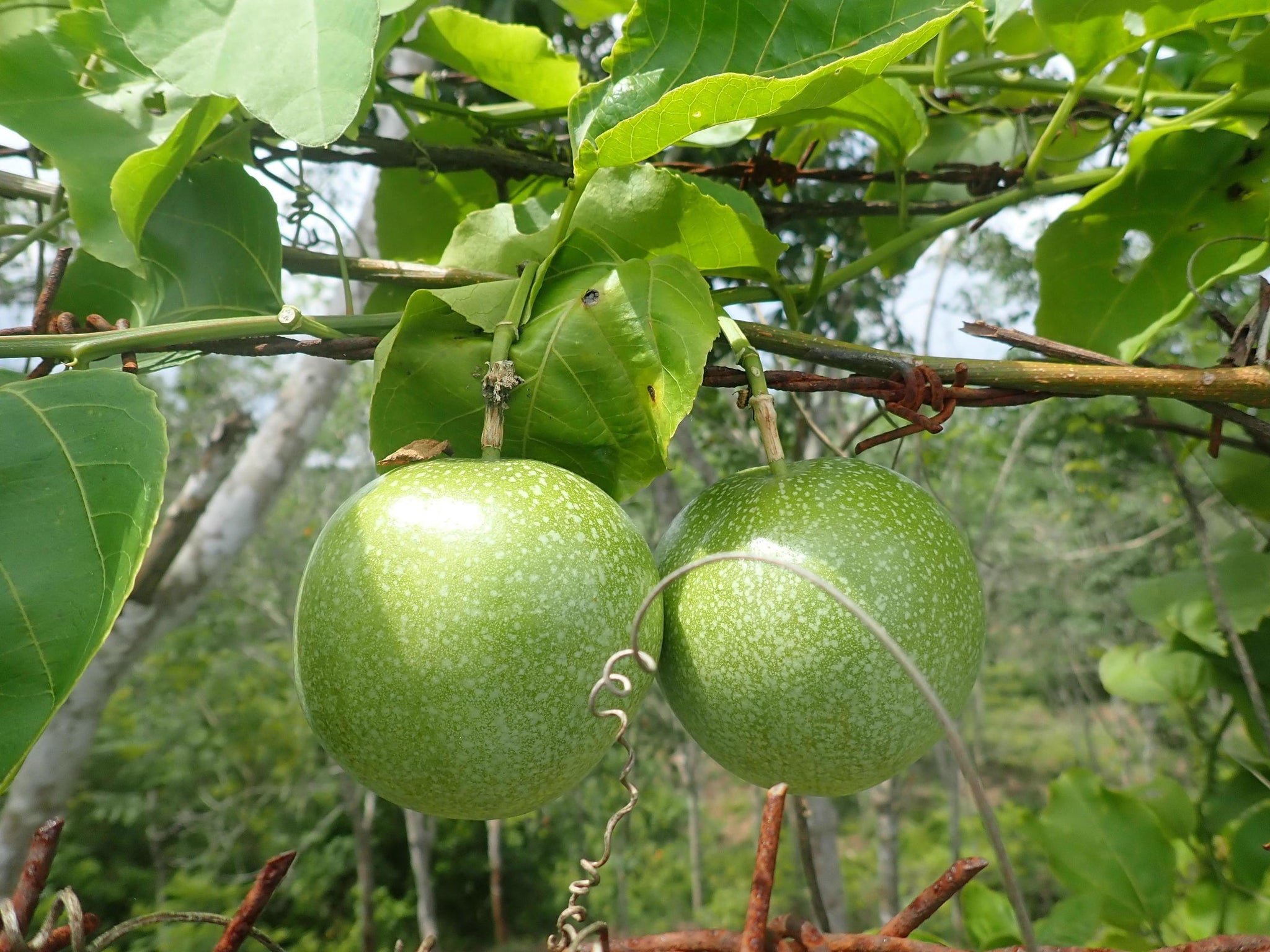 Seed - Passiflora Edulis
