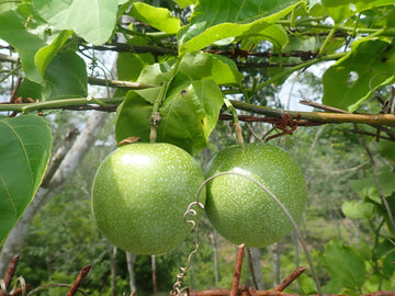 Seed - Passiflora Edulis