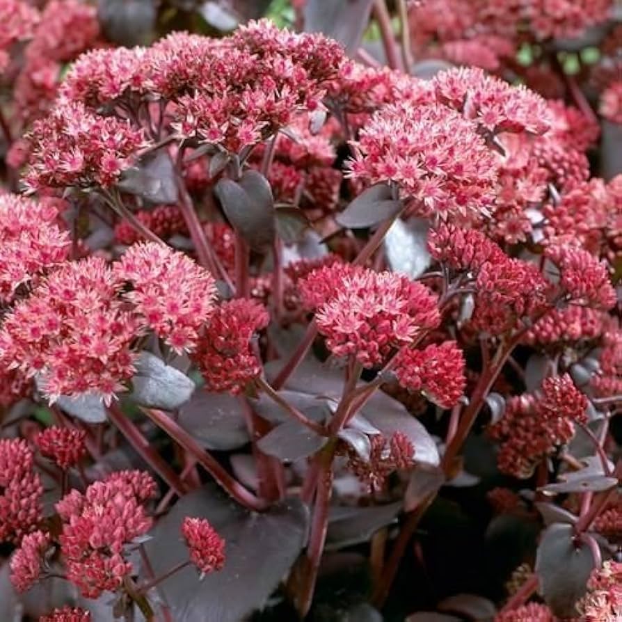 Sedum Seeds – Emperor’s Wave