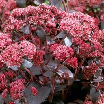 Sedum Seeds – Emperor’s Wave