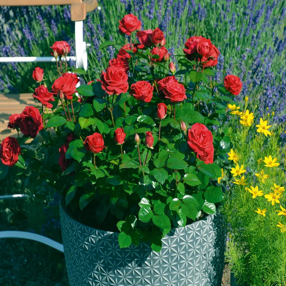 Japanese Rose Seeds – Hardy Perennial Blooms