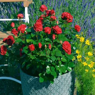 Japanese Rose Seeds – Hardy Perennial Blooms