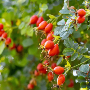 Rose Seeds – Rosa Canina