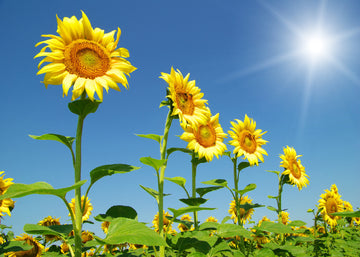 Sunflower Seeds – Skyscraper