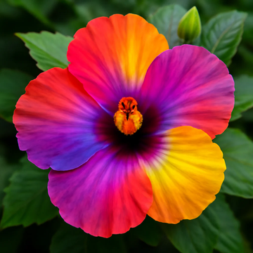 Hibiscus Seeds – Red Orange Purple