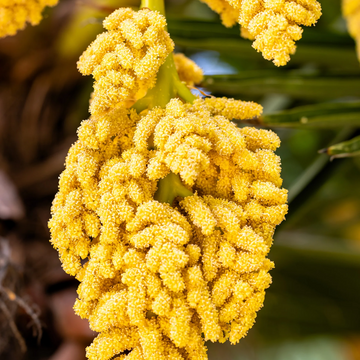 Trachycarpus Fortunei Seeds – Windmill Palm