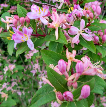 Honeysuckle Seeds – Tatarian