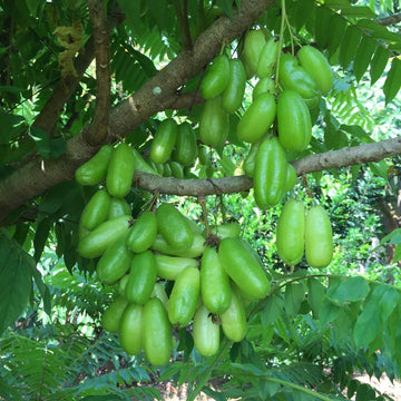 Bilimbi Seeds - Cucumber