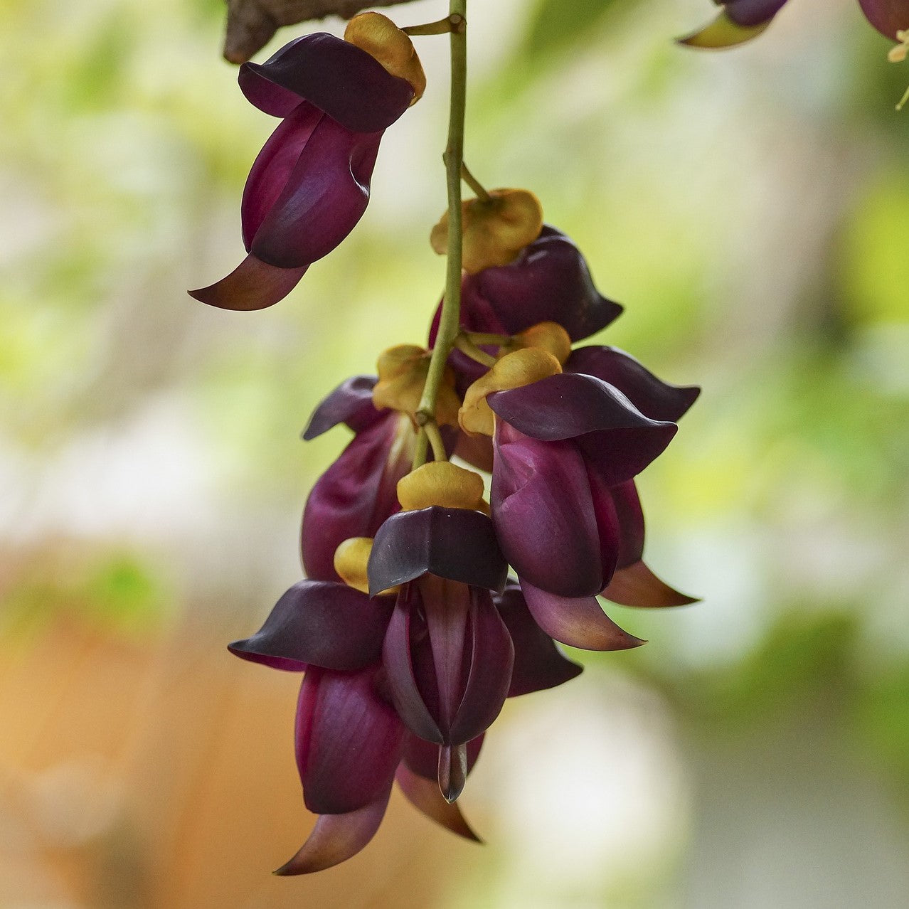 Mucuna Sempervirens Seeds – Vigorous Climbing Vine
